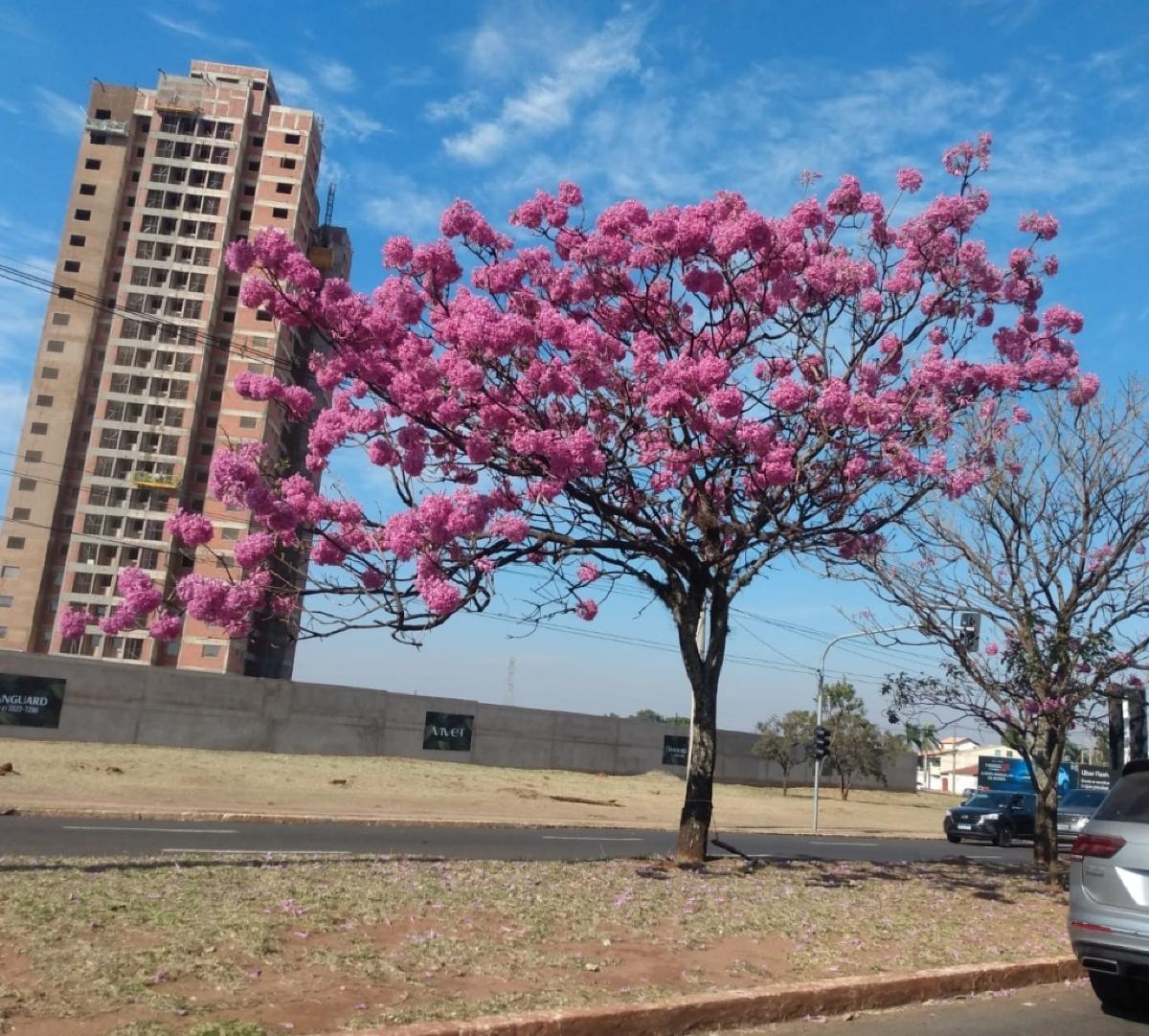 Semana começa tempo firme no Mato Grosso do Sul Notícias de Campo