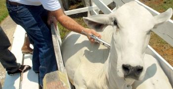 Governo quer vacinar 19 milhões de cabeças de gado