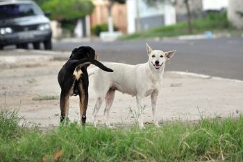 cachorros