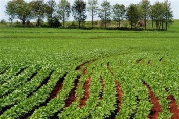 Agricultores contratam 66% do crédito agrícola