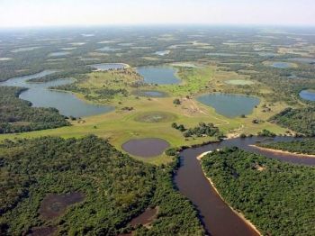 Criadores analisam custo menor da pecuária no Pantanal em relação a outras regiões