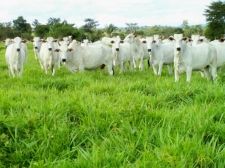 Governo Federal planeja lançamento do Plano de Defesa Agropecuária em maio