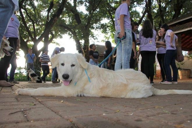 Cão Terapeuta é atração do estande de pequenos produtores