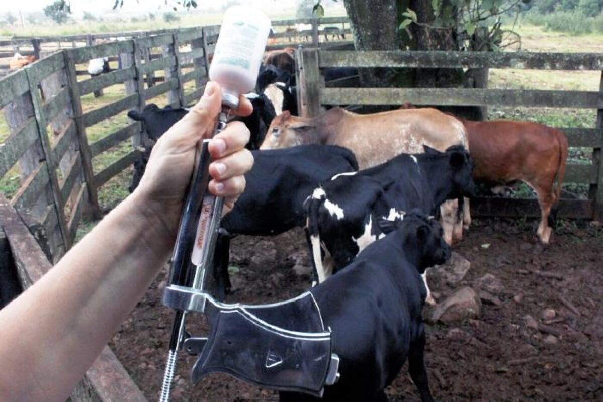 Vacinação contra aftosa começa hoje no  planalto de MS 