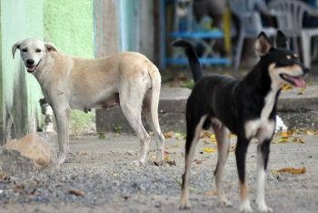 Ap&oacute;s ser mordida por c&atilde;o e abandonar tratamento adolescente est&aacute; com suspeita de raiva
