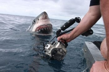 Tubarão branco aparece “de surpresa” e assusta equipe de filmagem na Austrália