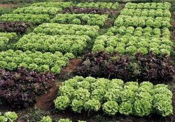 organicos