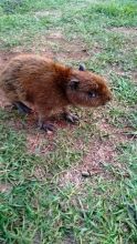 Autoridades omitem socorro a filhote de capivara; população fica revoltada com o descaso