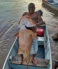 Pescadores fisgam Jaú de 35kg no rio Taquari em Coxim