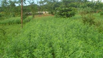 adubo verde
