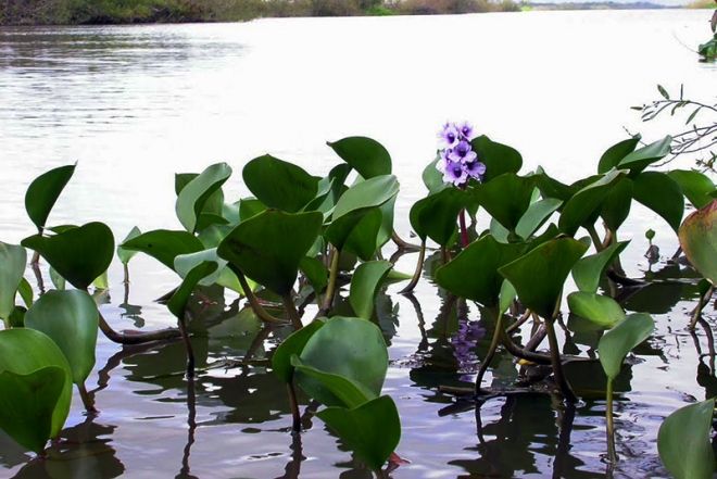 Empresa francesa lança fragrância a partir da Flor de Camalote