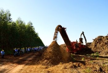 O programa Mais Floresta atrai 160 pessoas por dia na feira de Três Lagoas