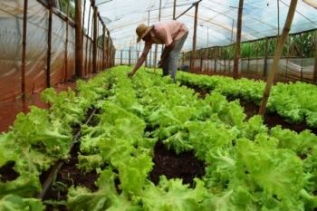 Produtores de assentamentos de Terenos v&atilde;o fornecer vegetais para atacado 