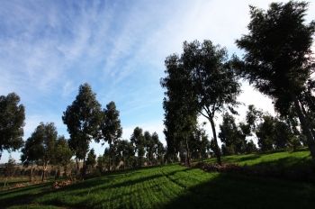 lavoura e pecuaria