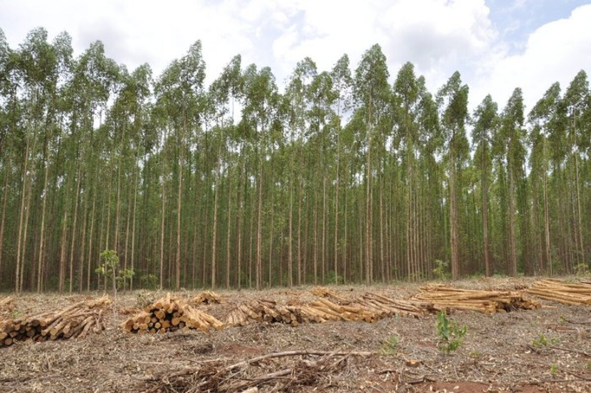 Silvicultura, cultivos florestais, cultivo florestal, fábricas de celulose, produção de eucaliptos, eucalipto