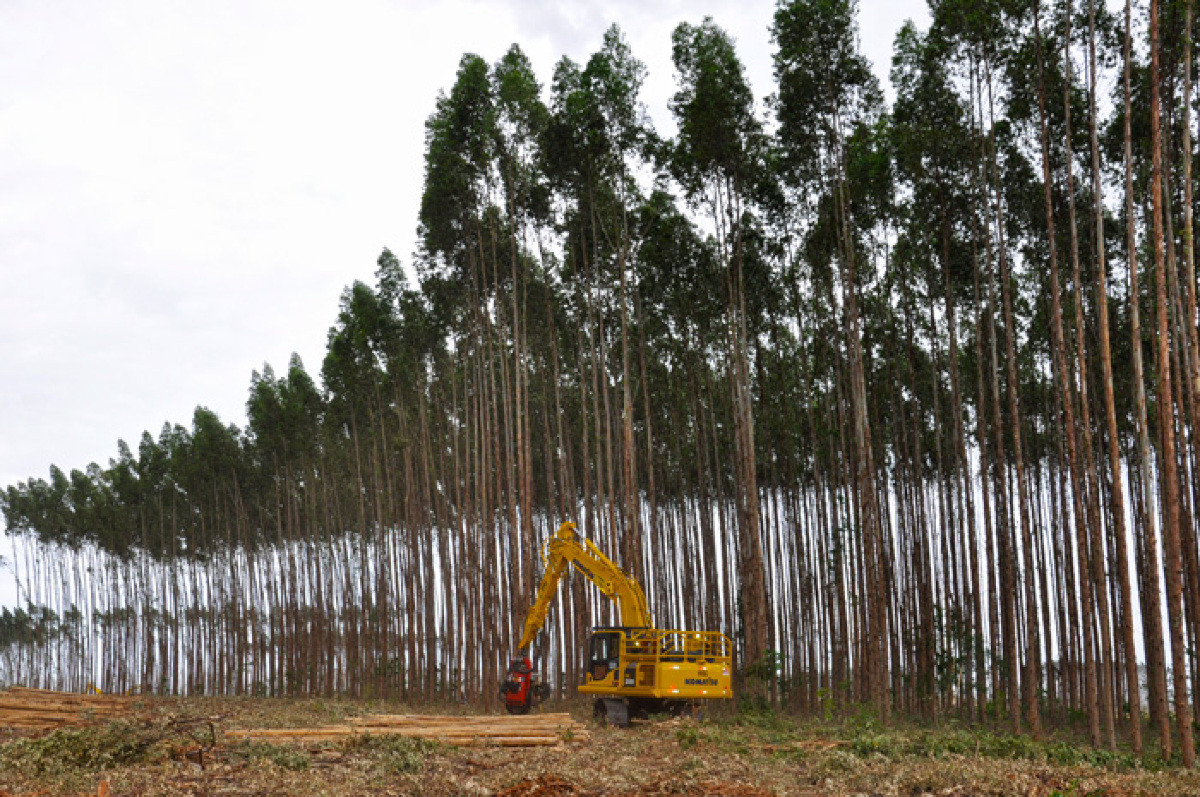 Silvicultura, cultivos florestais, cultivo florestal, fábricas de celulose, produção de eucaliptos, eucalipto