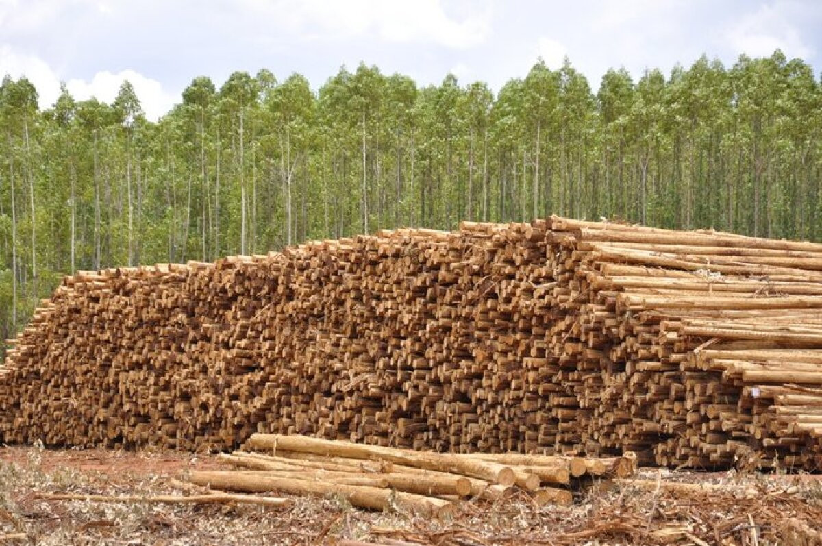 Silvicultura, cultivos florestais, cultivo florestal, fábricas de celulose, produção de eucaliptos, eucalipto