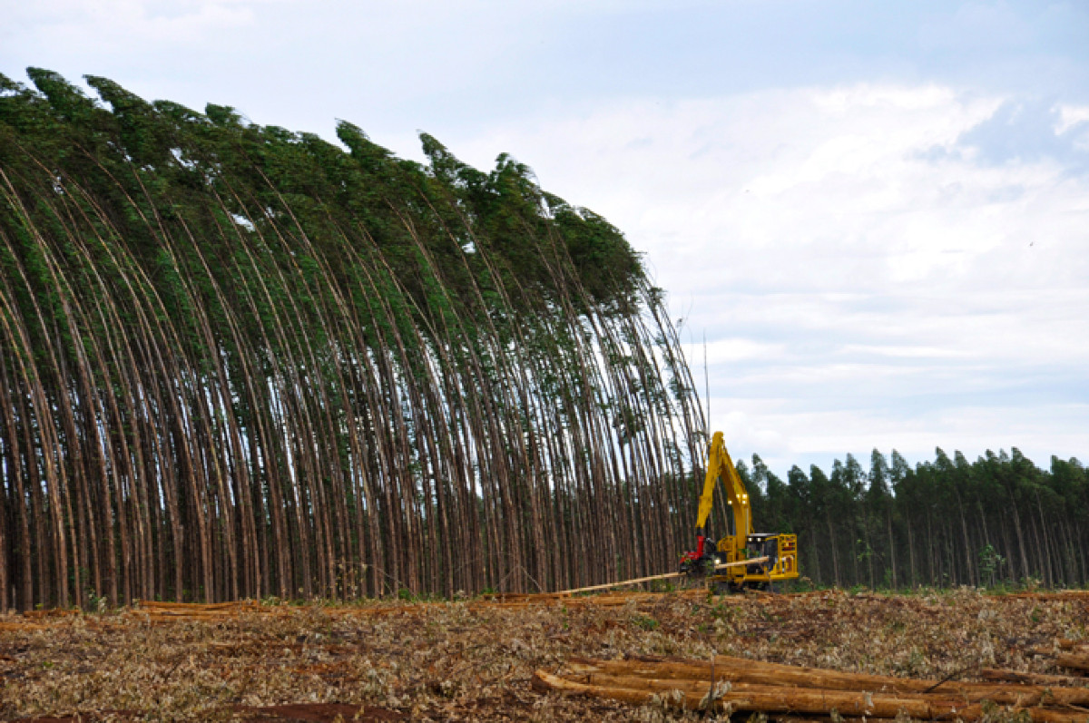 Silvicultura, cultivos florestais, cultivo florestal, fábricas de celulose, produção de eucaliptos, eucalipto