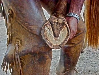 casco cavalo