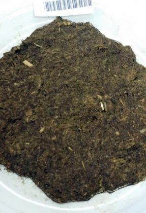 amido fecal