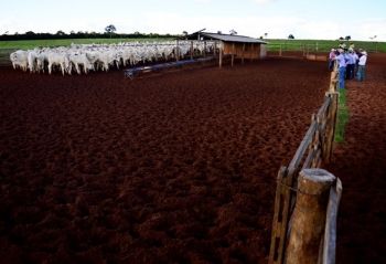 Pedro Gomes sedia 1º Dia de Campo focado na produção pecuária