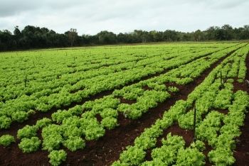 agricultura familiar