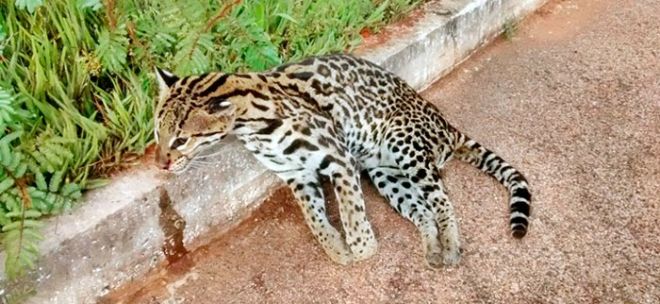 jaguatirica.jpg
