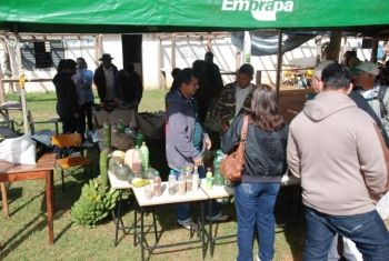 juti, feira sementes