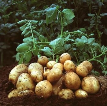 planta&ccedil;&atilde;o de batatas