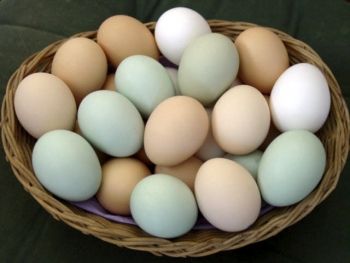 ovos