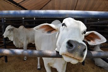 Foto ilustrativa de vaca, gado, boi, pecuária, vacinação de gado