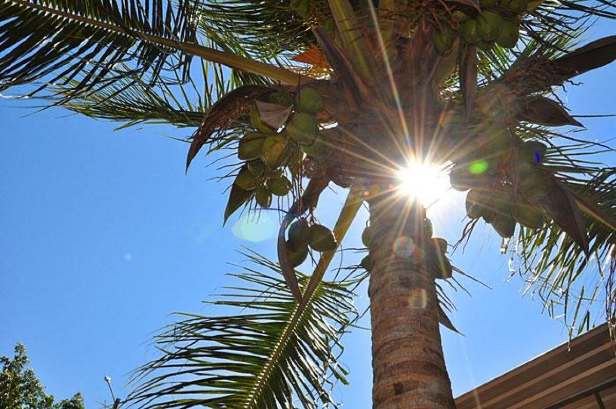 Foto ilustrativa de clima seco, sol, agua de coco