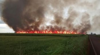 Incêndios em áreas de pastagem elevam focos 491% em comparação a agosto de 2014