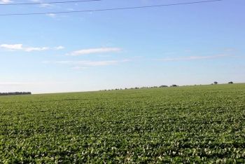 Clima favor&aacute;vel gera boas expectativas para produ&ccedil;&atilde;o de soja em 2015