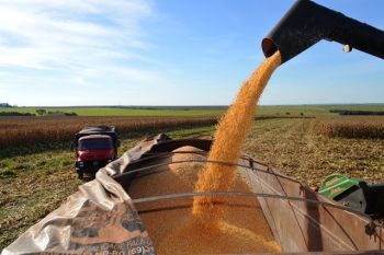 Produção e produtividade na colheita de milho safrinha batem novo recorde em MS