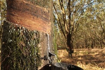 Demanda aquecida torna seringueira op&ccedil;&atilde;o de renda ao produtor rural