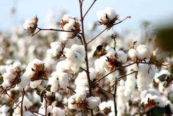 Exportação de algodão rende US$ 428,117 mi neste ano