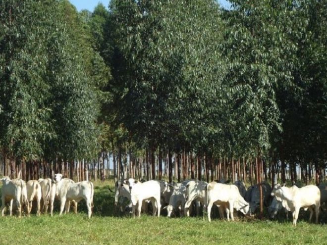 ILPF: escolha de espécie e manejo de árvores é essencial para qualidade da madeira