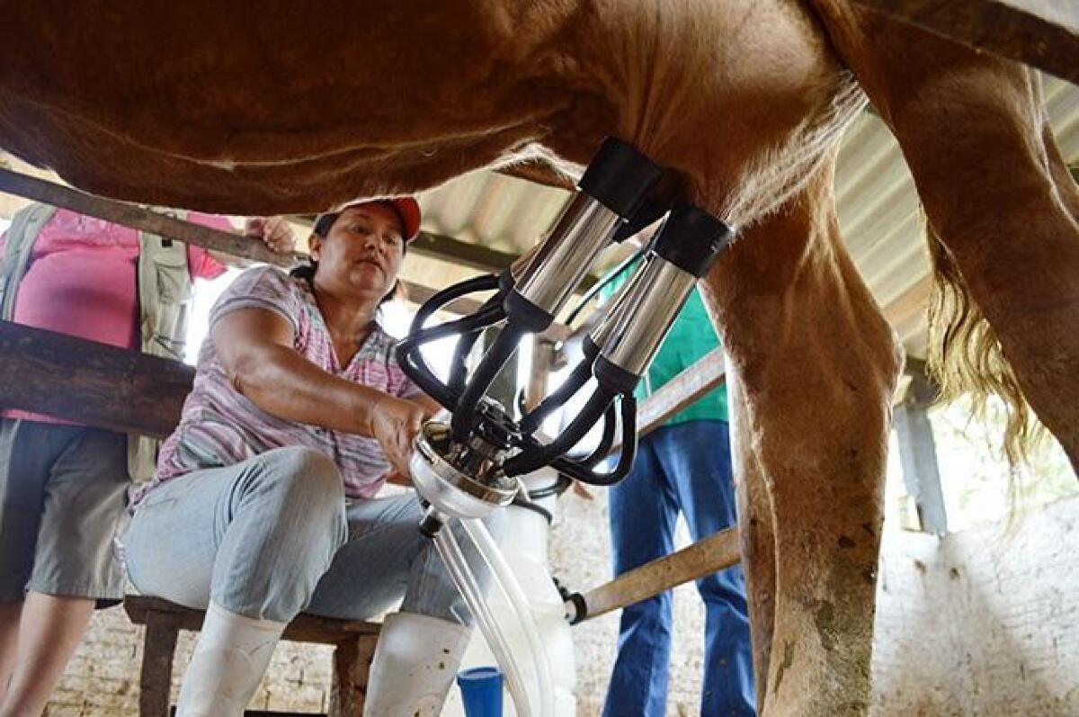 Manejo e ordenha correta são essenciais para produção de qualidade  