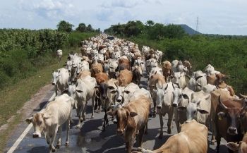 Reprodu&ccedil;&atilde;o bovina &eacute; tema de simp&oacute;sio em Campo Grande