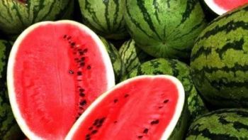 Encontro de Produ&ccedil;&atilde;o e Comercializa&ccedil;&atilde;o da Melancia acontece em Campo Grande