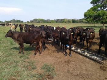 Suplementa&ccedil;&atilde;o estrat&eacute;gica pode desenvolver resultados na reprodu&ccedil;&atilde;o bovina