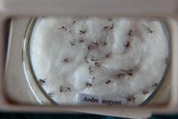 Fiocruz amplia projeto com mosquitos da dengue modificados em laborat&oacute;rio