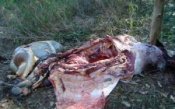 Capaz denuncia crime de abigeato no interior