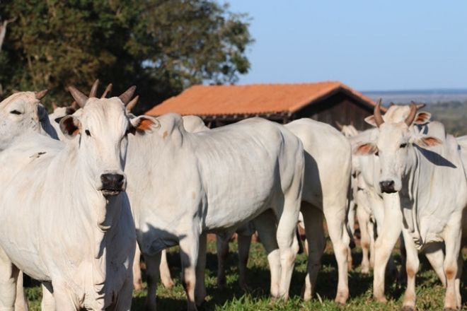 Brasil segue l&iacute;der na produ&ccedil;&atilde;o de embri&otilde;es bovinos e MS se destaca no setor