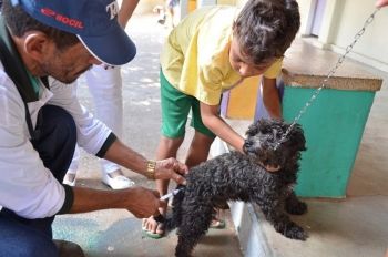 CCZ imuniza 1.961 cães e 206 gatos contra raiva em Trê Lagoas