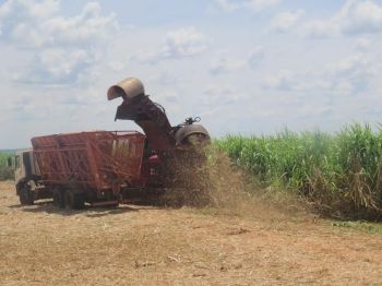 MS processa 3 milhões de toneladas de cana-de-açúcar