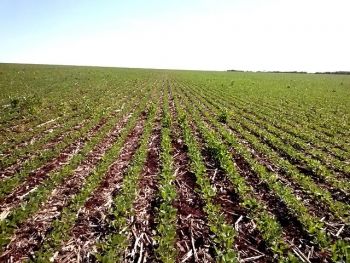 Plantio de soja alcança 76% da área referente à safra 2015/16 em Mato Grosso do Sul