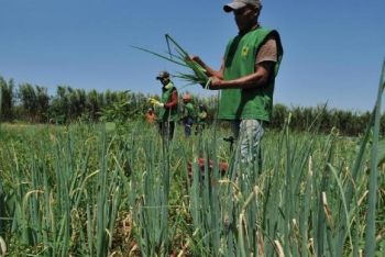 Brasil vai propor que países do G20 não aumentem subsídios agrícolas