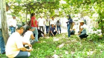 Dia de campo oferece técnicas de manejo em fruticultura